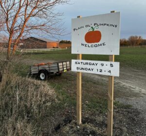 Plain Ol' Pumpkins photo